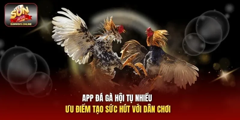 App đá gà hội tụ nhiều ưu điểm tạo sức hút với dân chơi
