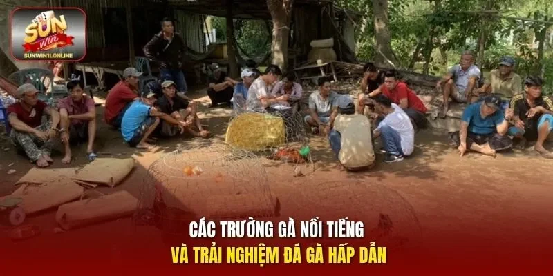 Các trường gà nổi tiếng