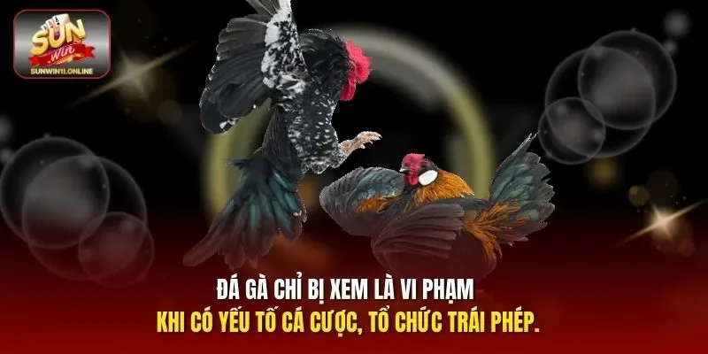 Đá gà chỉ bị xem là vi phạm khi có yếu tố cá cược, tổ chức trái phép. 