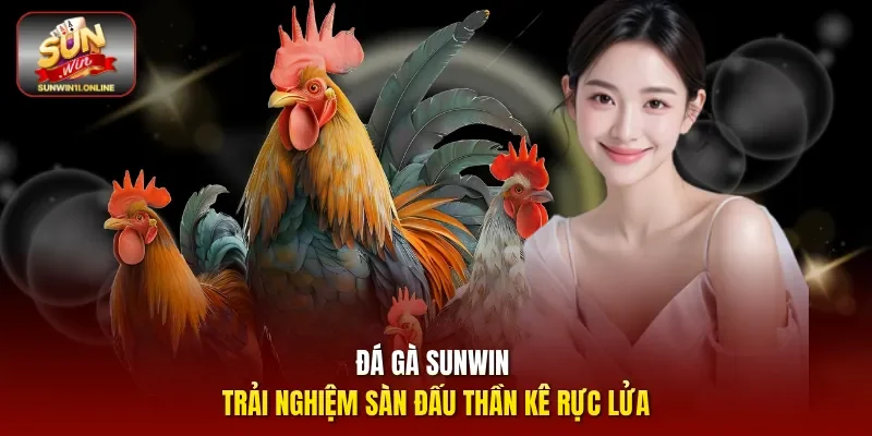 Đá gà Sunwin - Trải nghiệm sàn đấu thần kê rực lửa