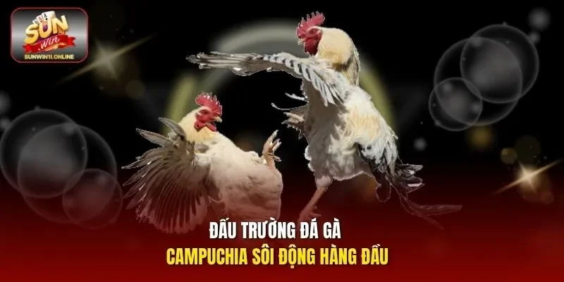Đấu trường đá gà Campuchia sôi động hàng đầu