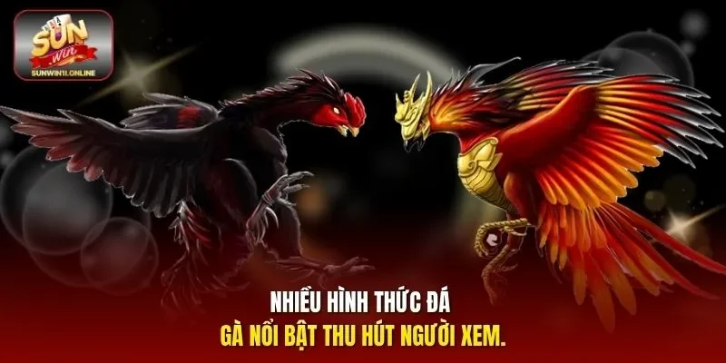 Nhiều hình thức đá gà nổi bật thu hút người xem.